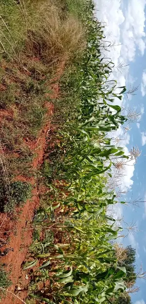 3 Acre Land, 800m From Mua Sonko Road