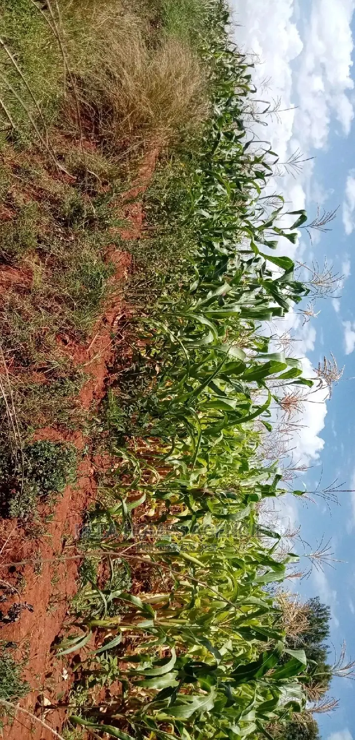 3 Acre Land, 800m From Mua Sonko Road