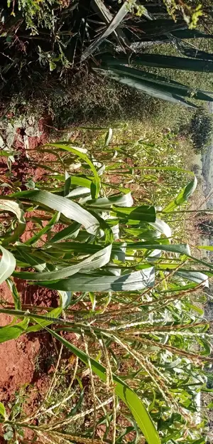 3 Acre Land, 800m From Mua Sonko Road