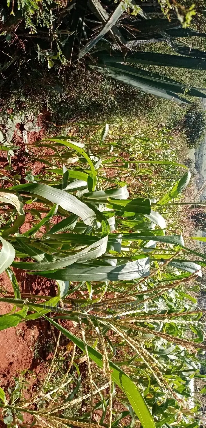 3 Acre Land, 800m From Mua Sonko Road