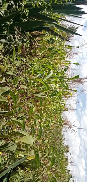 3 Acre Land, 800m From Mua Sonko Road