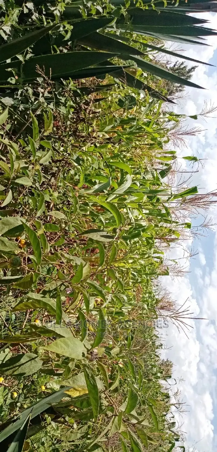 3 Acre Land, 800m From Mua Sonko Road