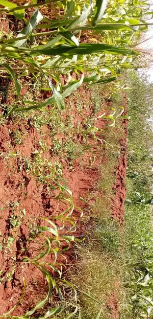 3 Acre Land, 800m From Mua Sonko Road