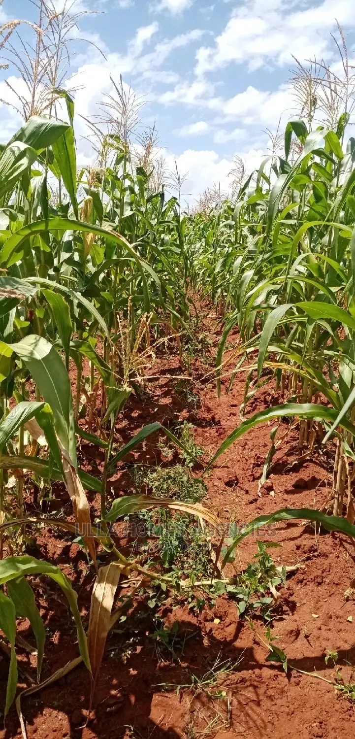 3 Acre Land, 800m From Mua Sonko Road