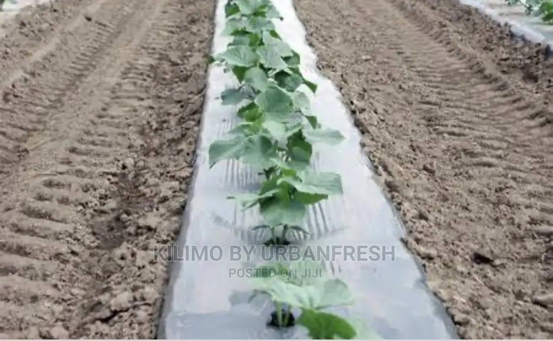 Plastic Mulch Crops Cover. 1.6 X 1000sqm. 60microns