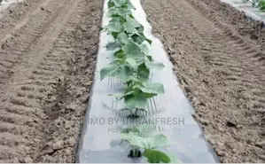 Plastic Mulch Crops Cover. 1.6 X 1000sqm. 60microns