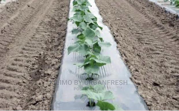 Plastic Mulch Crops Cover. 1.6 X 1000sqm. 60microns