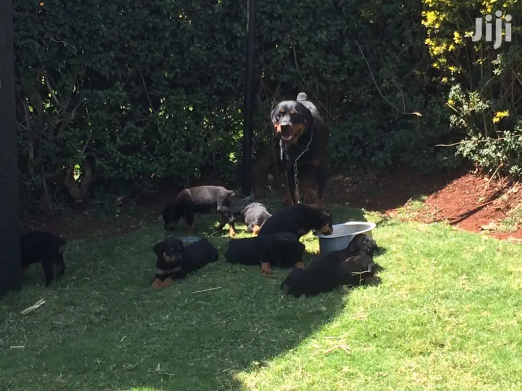1-3 month Female Purebred Rottweiler
