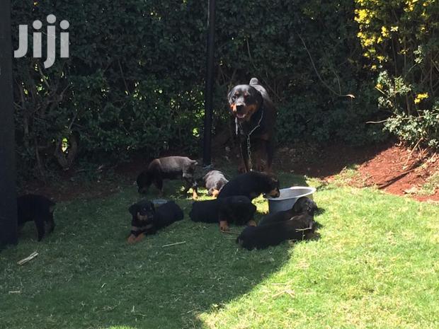 1-3 month Female Purebred Rottweiler