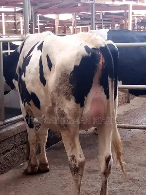 Incalf Heifers