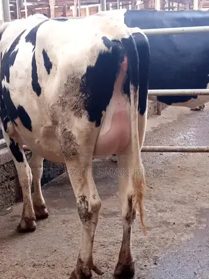 Incalf Heifers