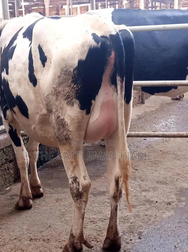 Incalf Heifers - main view