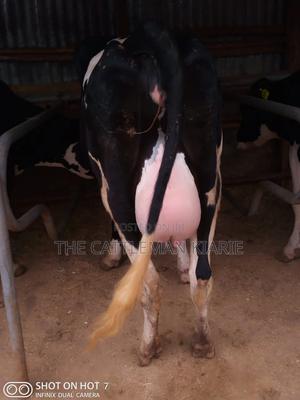 9 Month Incalf Heifer - thumbnail 2