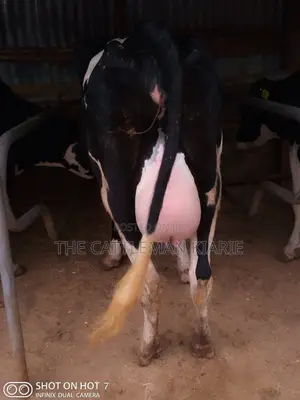 9 Month Incalf Heifer