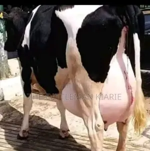 Dairy Cow's