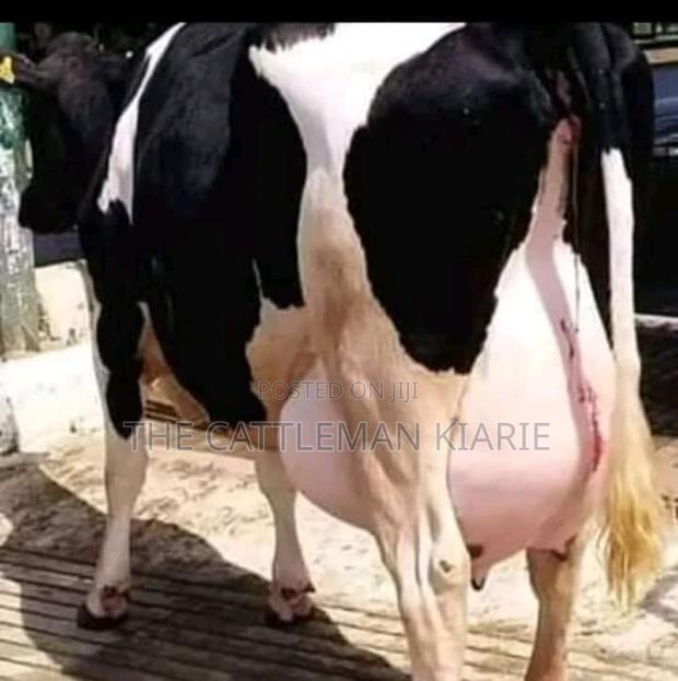 Dairy Cow's - main view