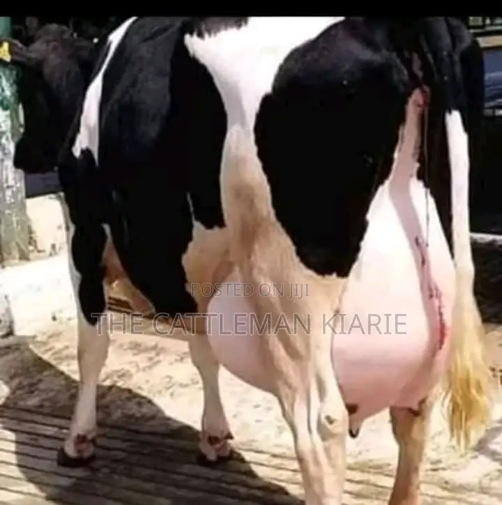 Dairy Cow's