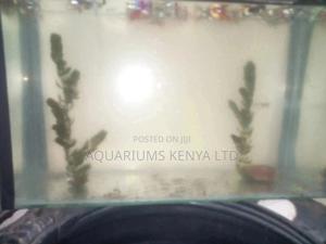 Live Aquarium Plants Horn Wart - thumbnail 2