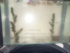 Live Aquarium Plants Horn Wart