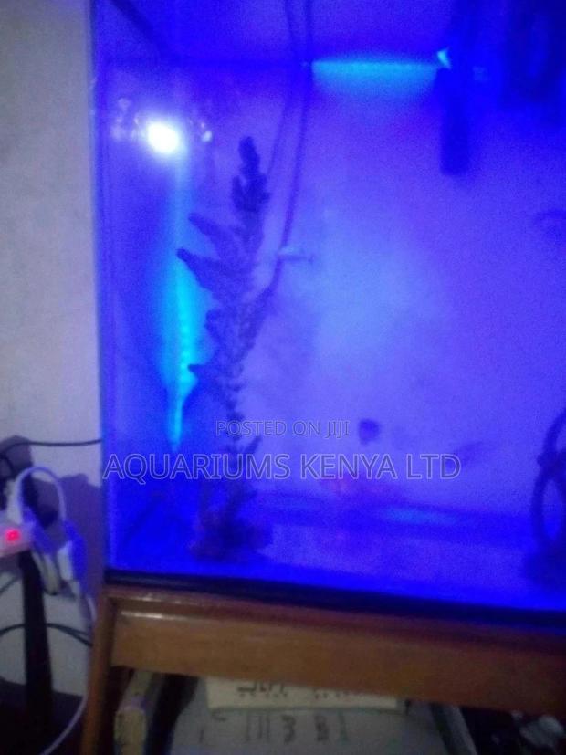 Live Aquarium Plants Horn Wart - thumbnail 3