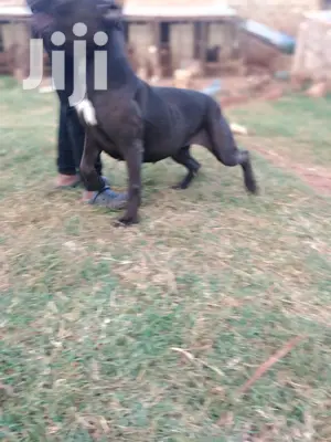 1+ Year Female Purebred Boerboel
