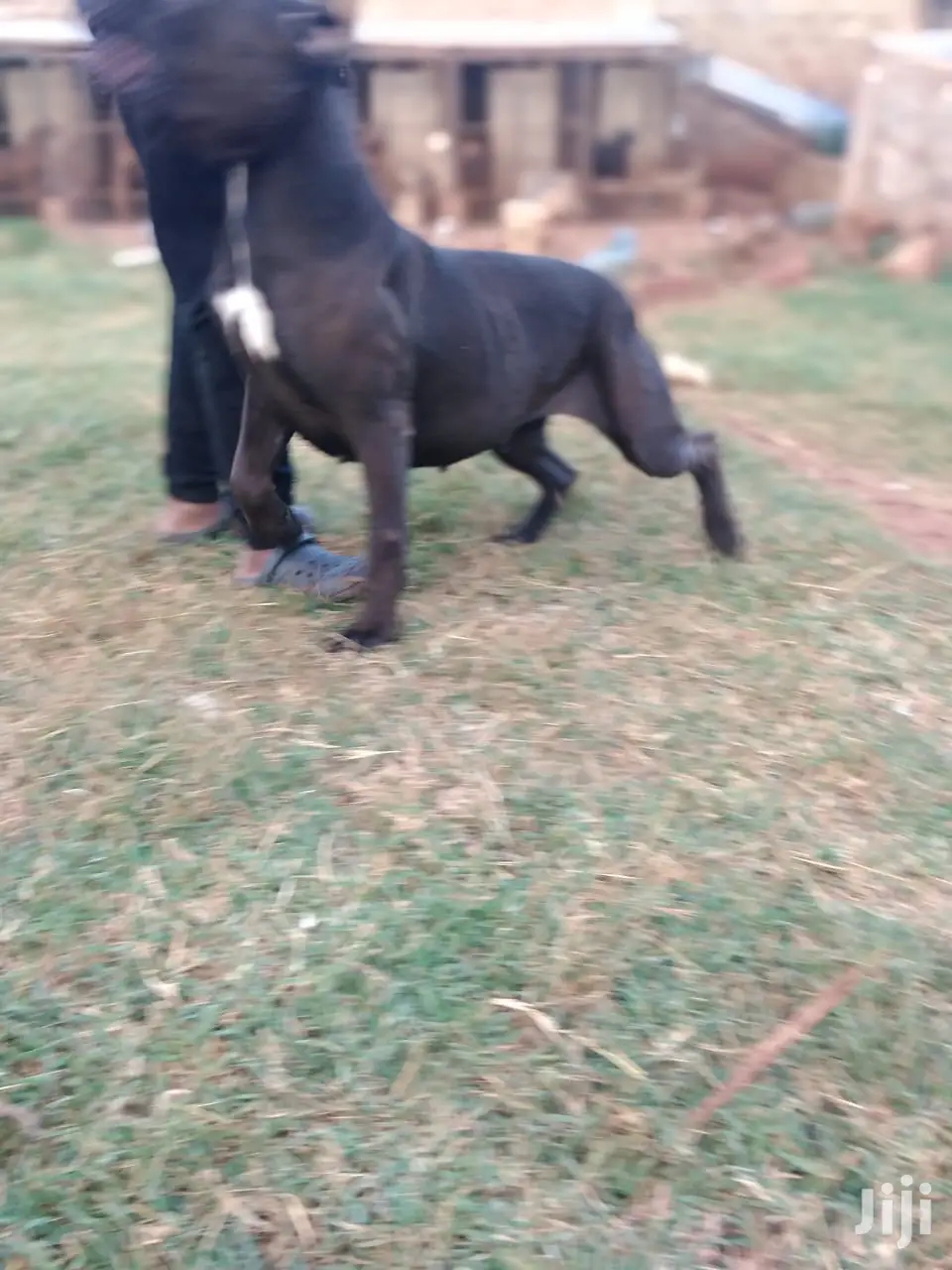 1+ Year Female Purebred Boerboel