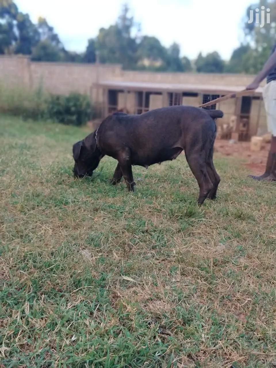 1+ Year Female Purebred Boerboel