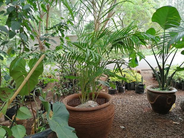 Potted Golden Palms - main view