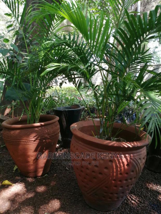Potted Golden Palms - thumbnail 2