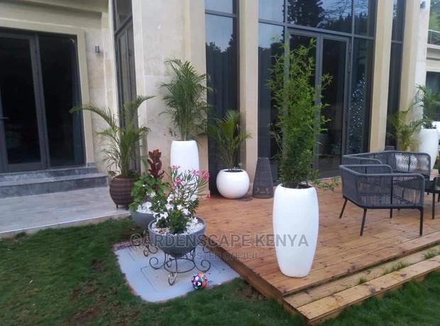 Potted Bamboos - main view