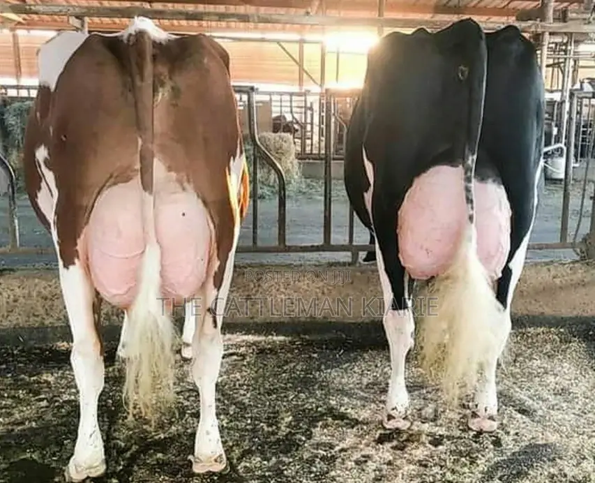 Friesian and Ayrshire