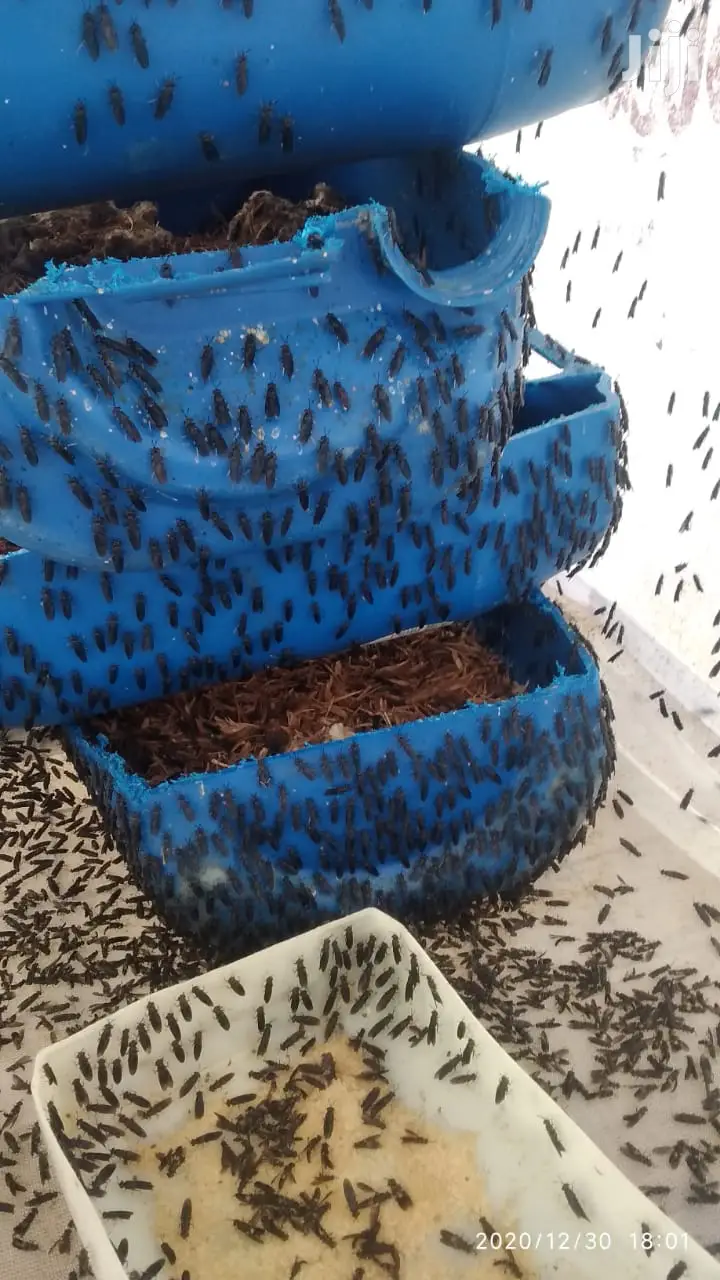 Black Soldier Flies