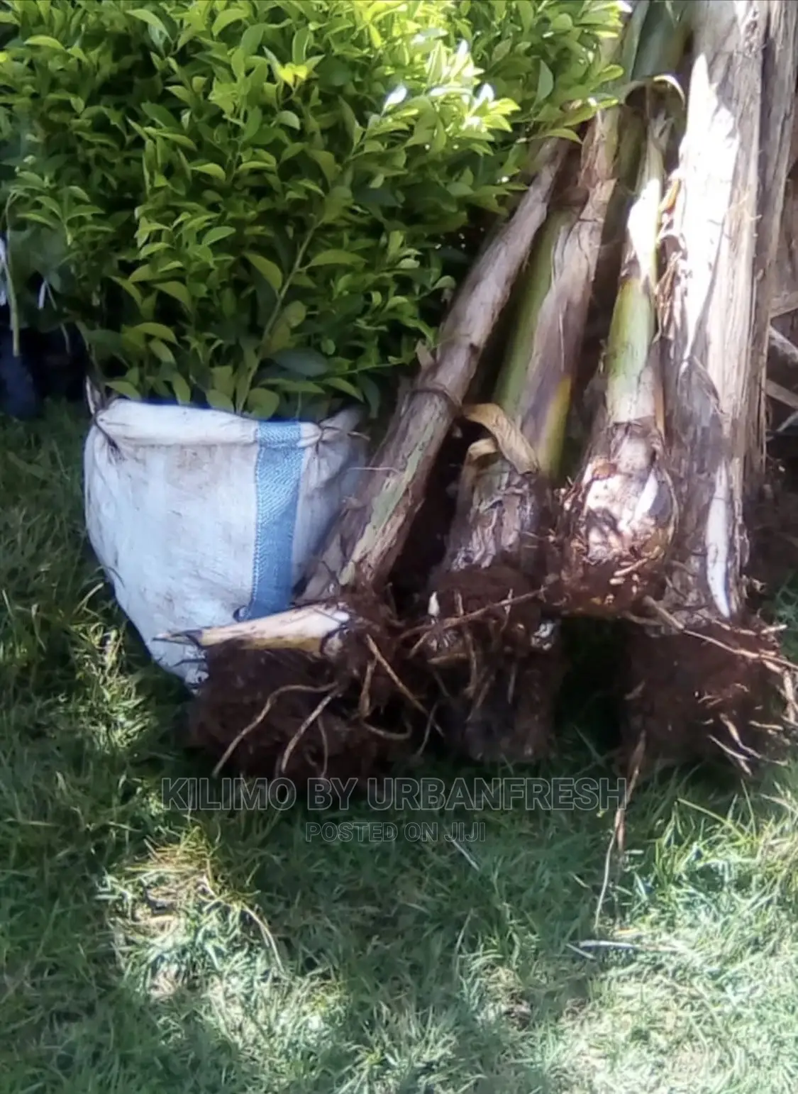 Plantain Banana Suckers Seedlings. MOQ 5 in Kilimani Feeds