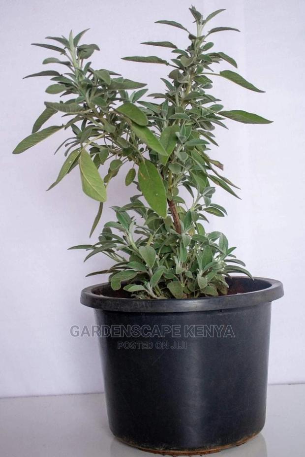 Plastic Potted Sage - main view