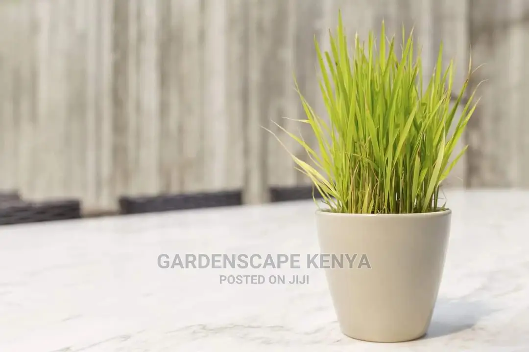 Potted Lemon Grass