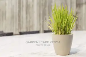 Potted Lemon Grass