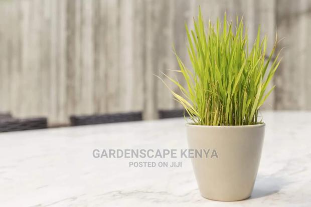 Potted Lemon Grass