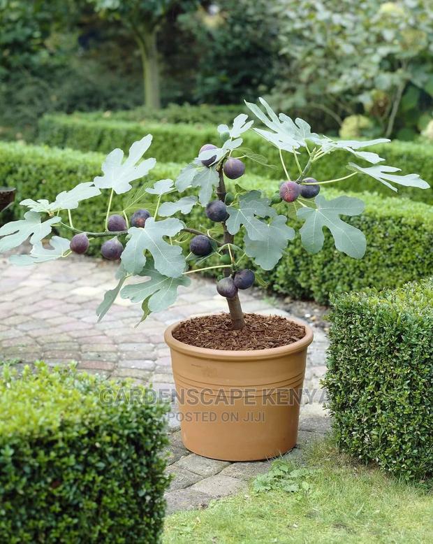 Potted Fig Fruit Tree