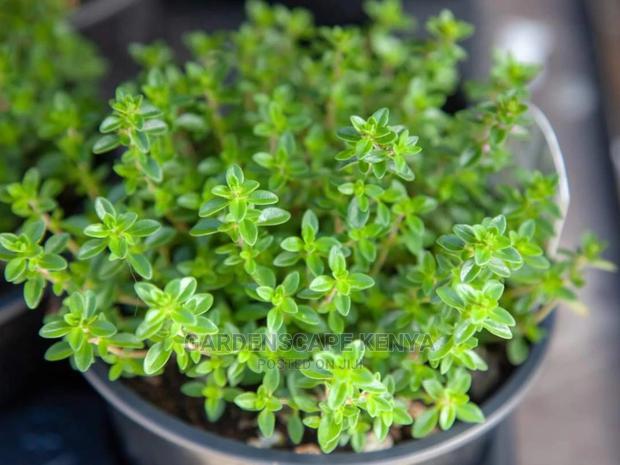 Potted Thyme