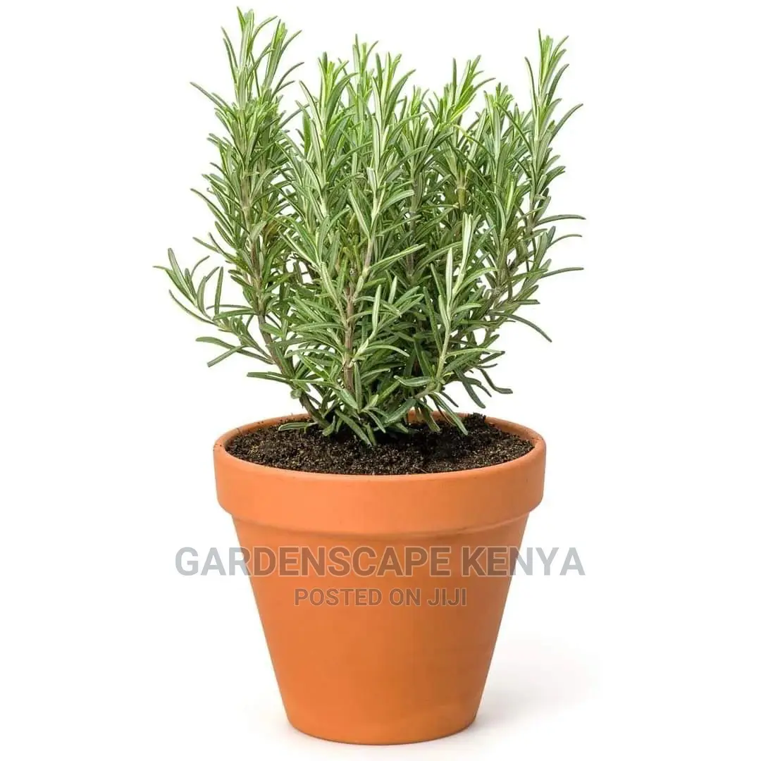 Potted Rose Mary