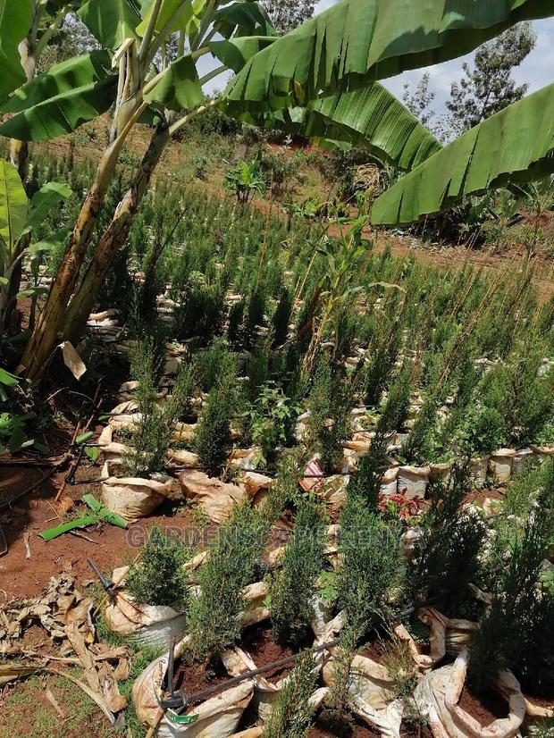Italian Cypress - main view