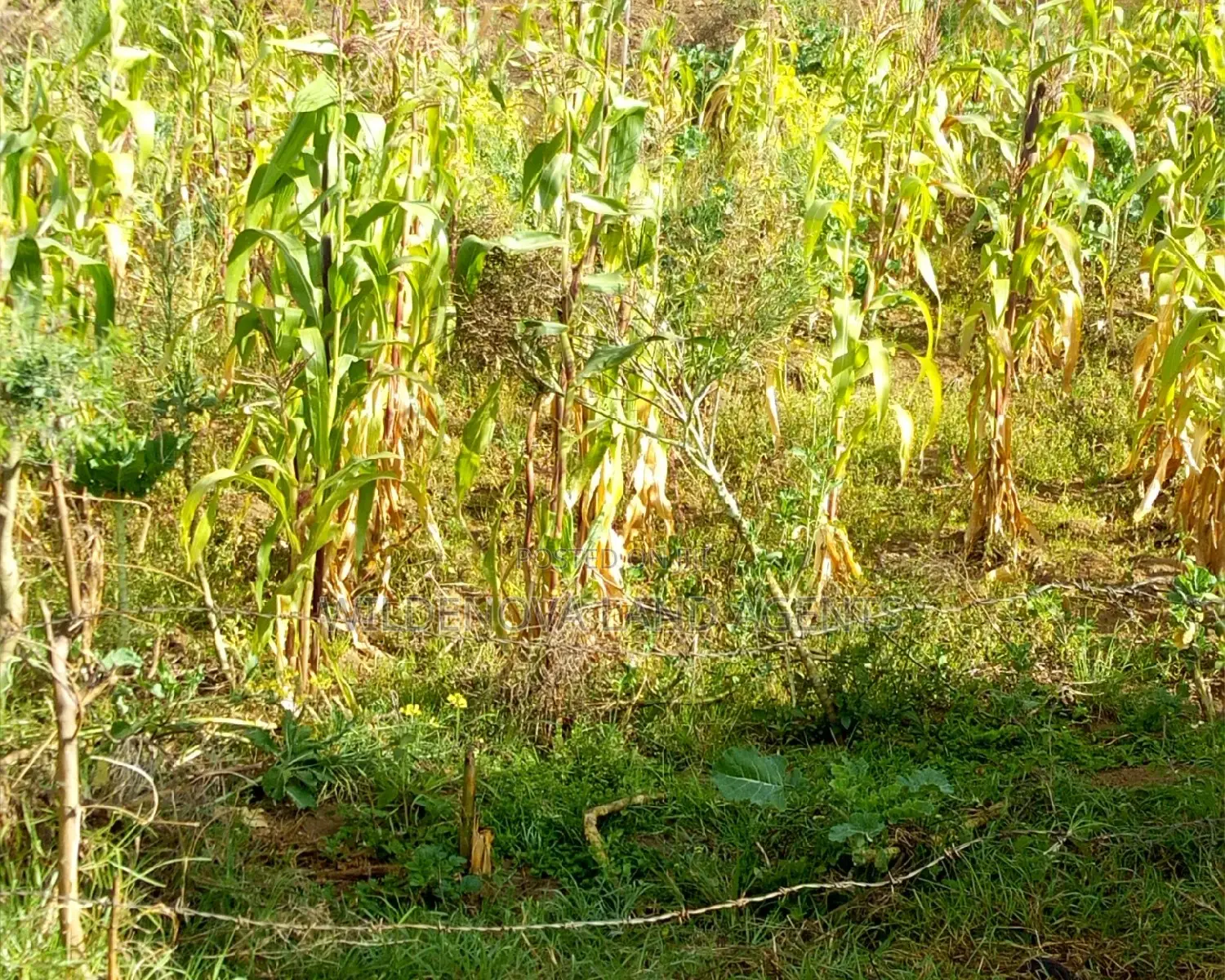 10 Plots on Sale Karati Naivasha