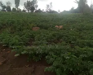 6 Acres on Sale at Heni Near Kio Secondary School