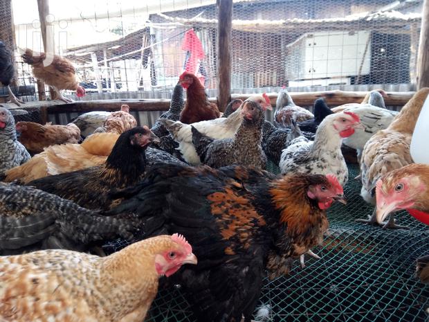 F1 Sasso Kienyeji Chicks - thumbnail 3