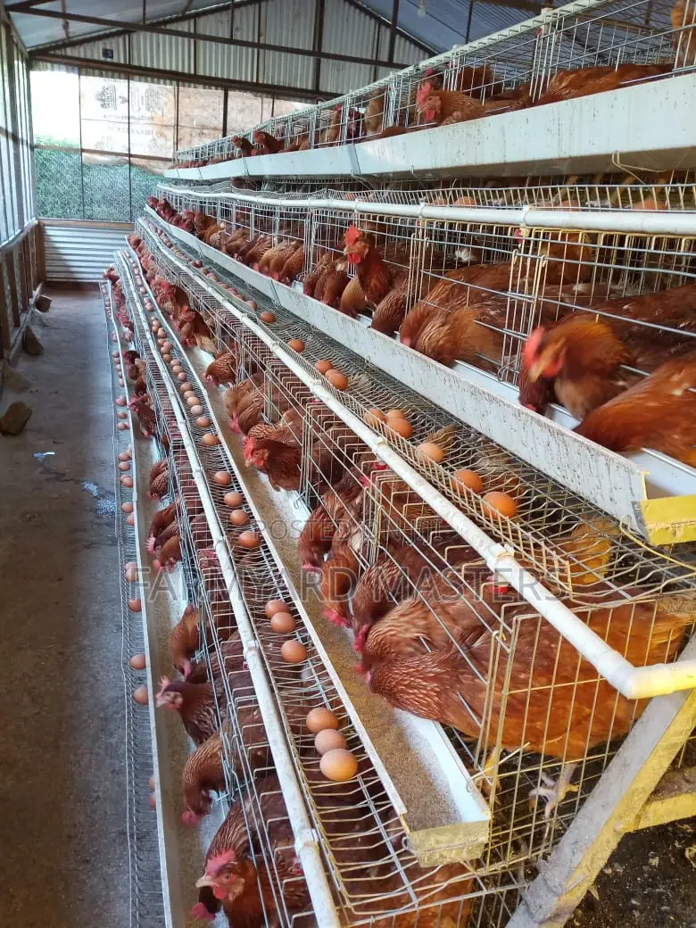 Chicken Cages