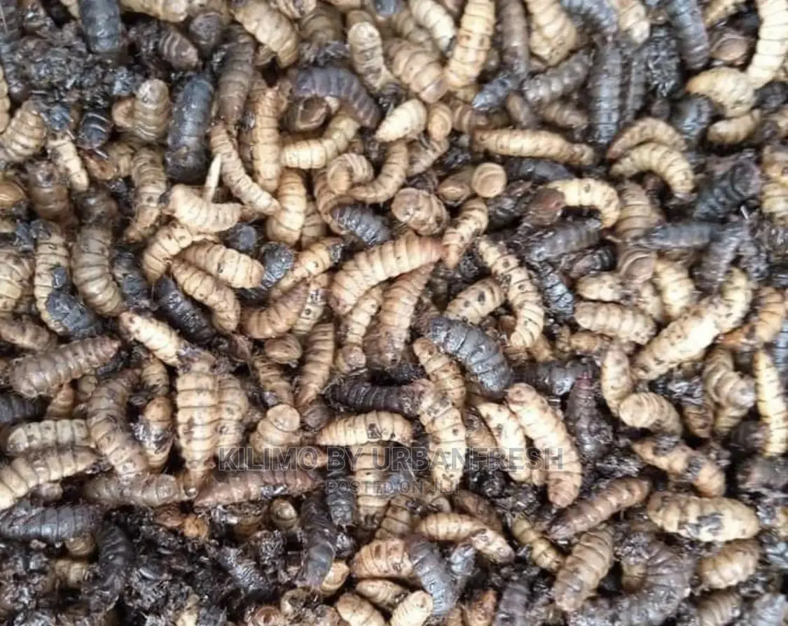 Black Soldier Fly Larvae ( Live / Dried )