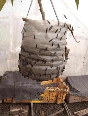 Black Soldier Fly Starter Eggs 10g. - thumbnail 2