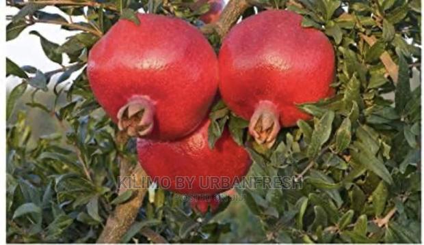 Fruits Seedlings Wide Range Available Request Pricelist - main view