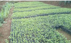 Vegetables Seedlings - thumbnail 2