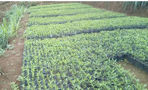 Vegetables Seedlings - main view